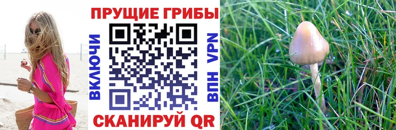 Псилоцибиновые грибы Psilocybe Малоярославец